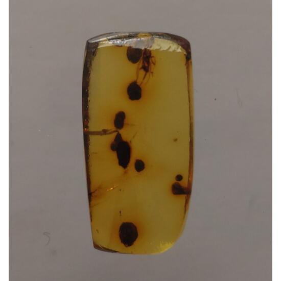 Amber With Inclusions