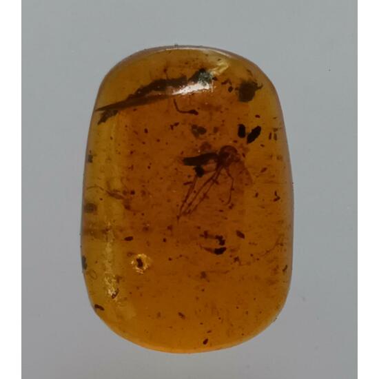 Amber With Inclusions