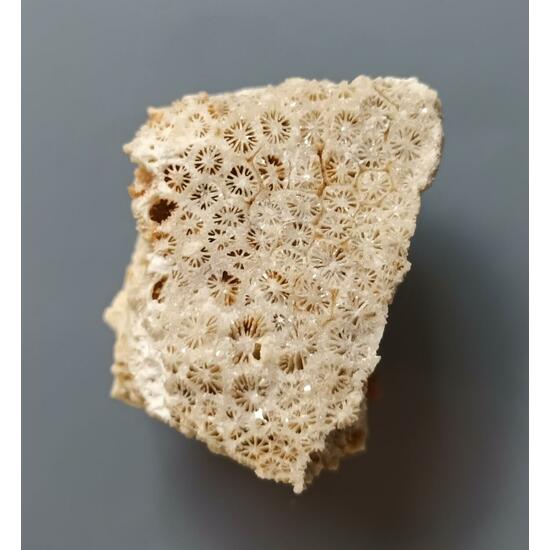 Coral Fossil