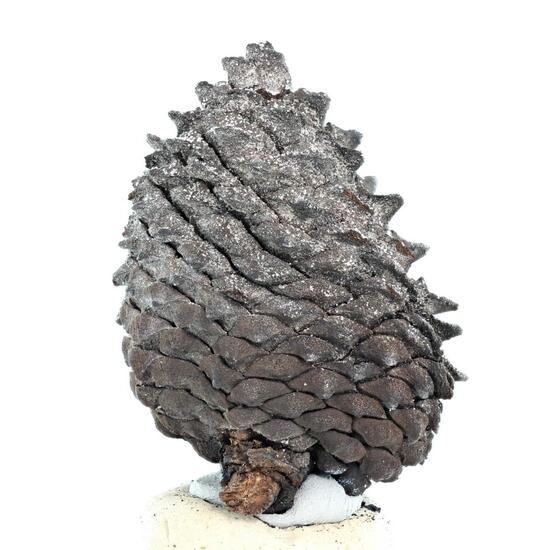 Fossil Pine Cone