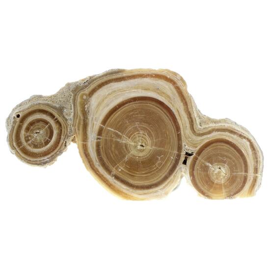 Baryte Var Oakstone