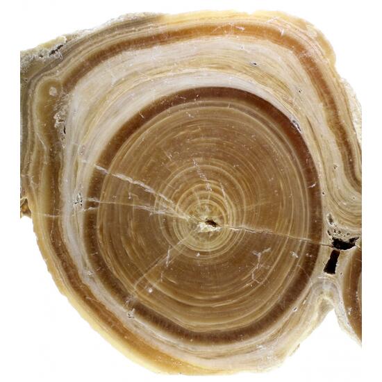 Baryte Var Oakstone