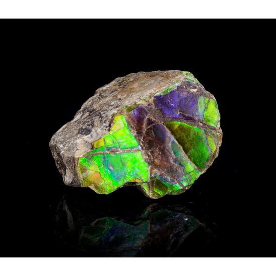 Ammolite