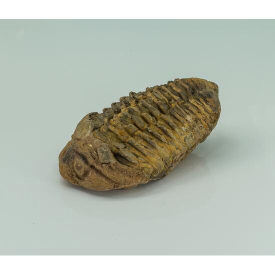 Fossil Trilobite