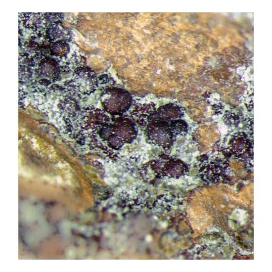Barahonaite-(Fe) & Cobaltarthurite