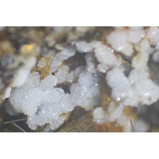 Phillipsite Chabazite & Fluorapatite