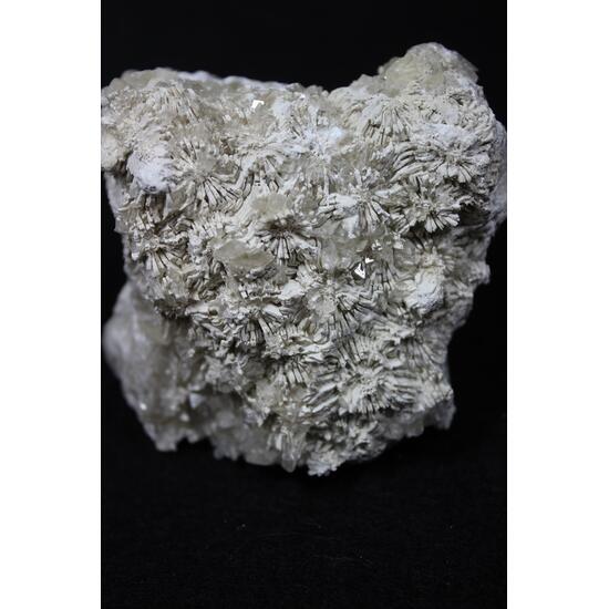 Calcite Psm Fossil & Calcite