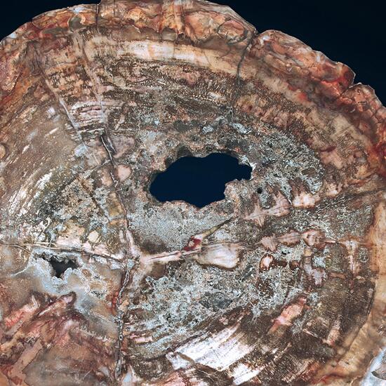 Petrified Wood