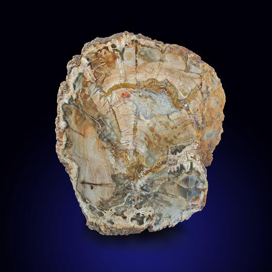 Petrified Wood