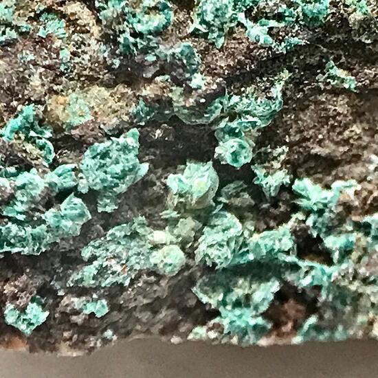 Paratacamite