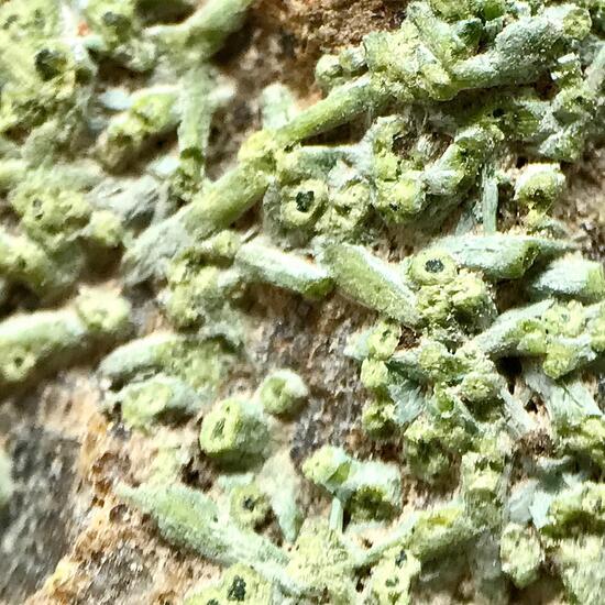 Pyromorphite