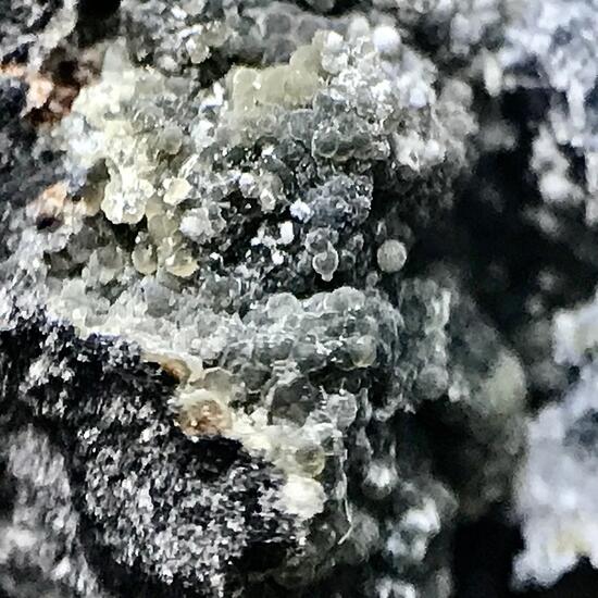 Fluellite