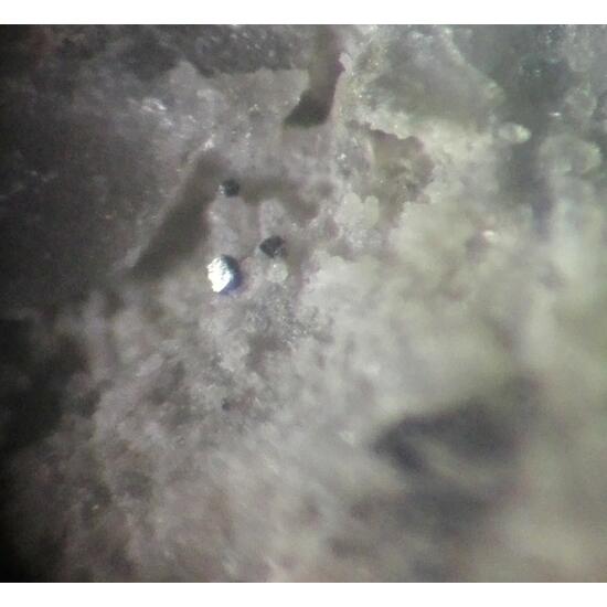 Molinelloite