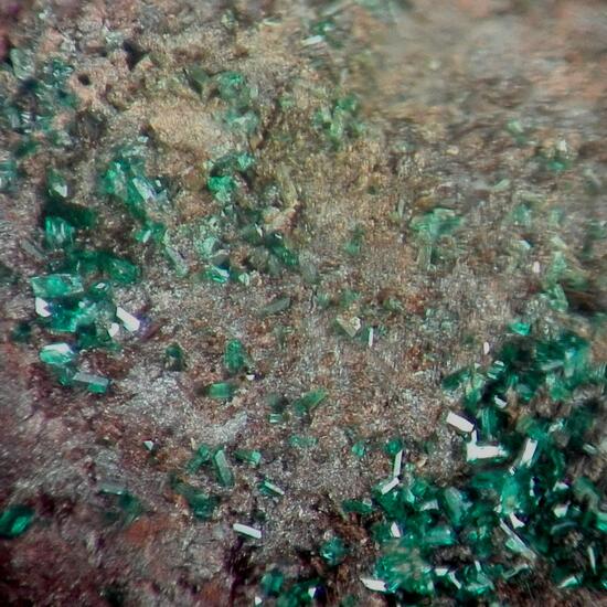 Paratacamite