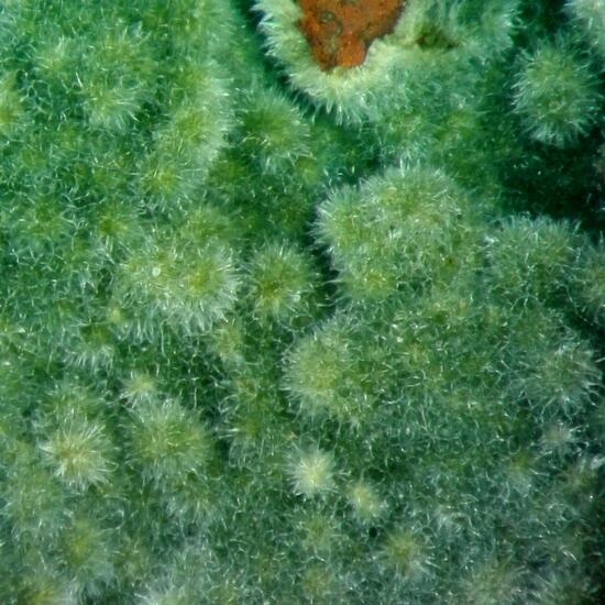 Glauconite On Jasper