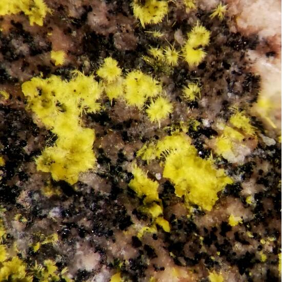 Schoepite & Uraninite