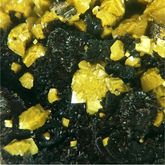 Carnotite Volborthite