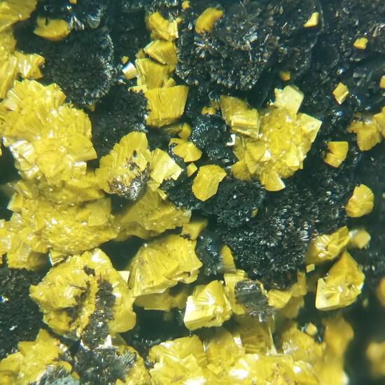 Carnotite Volborthite