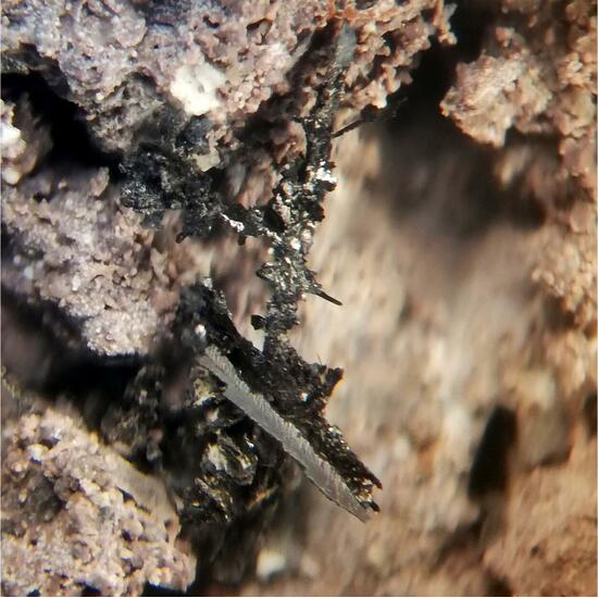 Tenorite