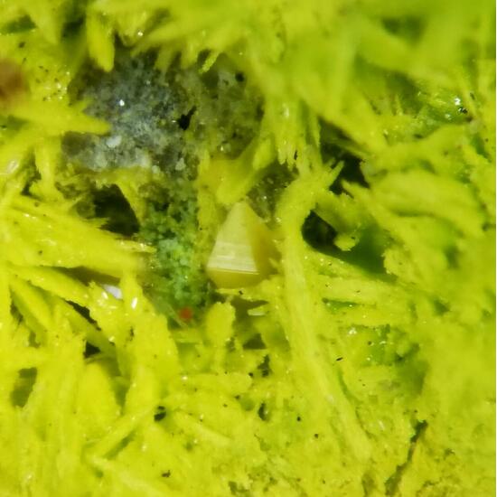 Schoepite On Rutherfordine & Soddyite